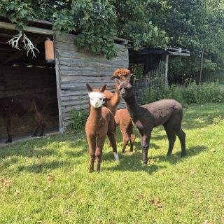 ❓️Možná tohle ještě nevíte. ✅️🌱Ano, umíme nakrmit i ta netradiční, jakkoliv náročná zvířátka. Od🐷🦙🦌🦔 miniprasátek přes...